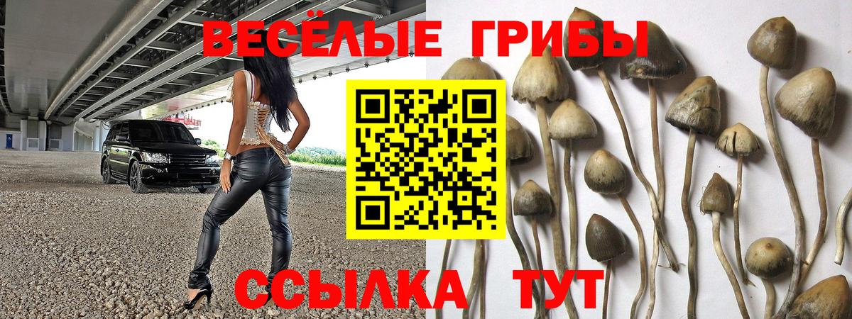 Псилоцибиновые грибы GOLDEN TEACHER  Псилоцибиновые грибы Magic Shrooms  Вход с VPN  Элиста 